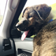 Image for article titled How To Have An Epic Road Trip With An 11-Week Old Puppy